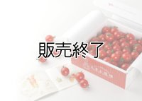 とまと牧場のミニトマト1kg