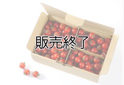 画像1: とまと牧場のミニトマト２kg